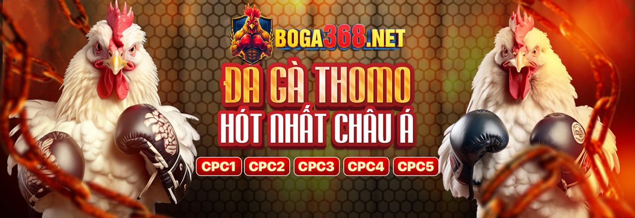 Hình ảnh đá gà trực tuyến hấp dẫn tại 79 King