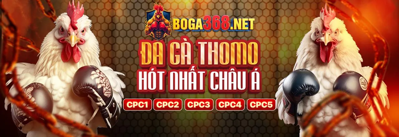 Hình ảnh đá gà trực tuyến hấp dẫn tại 79 King